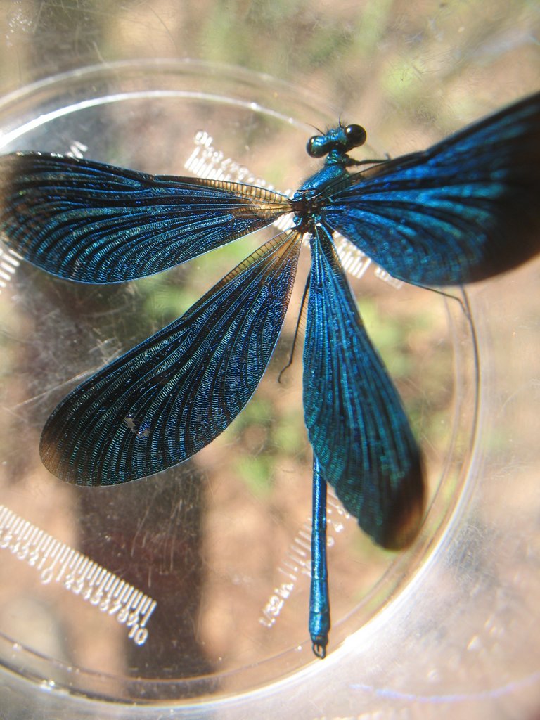 Calopteryx male 001
